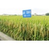 僞(yu)613ƷN